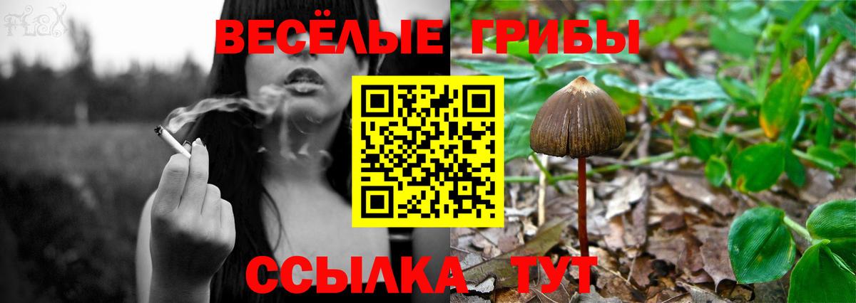 Галлюциногенные грибы прущие грибы  Вход с VPN  Кольчугино 